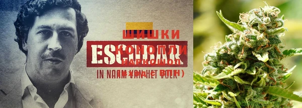 стаф Аркадак